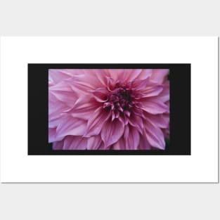 Impressive x dahlia botanical flower photograph Posters and Art